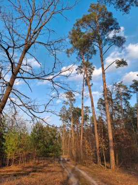 Güzel ormandaki ağaçlar. Güzel bahar ormanında yol