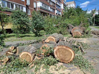 Konut binalarının yanında büyük kalın kavak ağaçları kesildi.