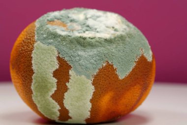 Olgunlaşmamış ve çürük mandalina. Küfle kaplanmış çürük mandalina. Küf ve mantarla kaplı. Meyveyi bozma süreci. Çürüyen turunçgil meyvesi, yakın plan pembe arka plan fotoğrafı.