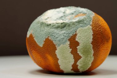 Küfle kaplanmış çürük mandalina. Olgunlaşmamış ve çürük mandalina. Küf ve mantarla kaplı. Meyveyi bozma süreci. Çürüyen turunçgil meyvesi, koyu kahverengi arka planda yakın plan fotoğrafı.