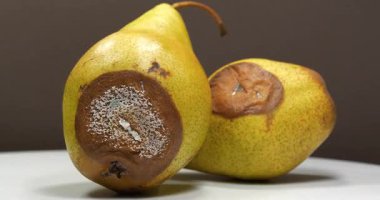 Aflatoksinlerle kaplanmış armutlar. İki çürük armut kahverengi zeminde döner. Olgunlaşmış ve çürümüş armutlar