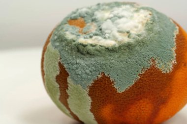 Olgunlaşmamış ve çürük mandalina. Küfle kaplanmış çürük mandalina. Küf ve mantarla kaplı. Meyveyi bozma süreci. Çürüyen narenciye, yakın plan aflatoksin.