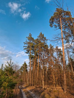 Güzel bir yay ağacının içinde yol. Güzel ormandaki kozalaklı ağaçlar.