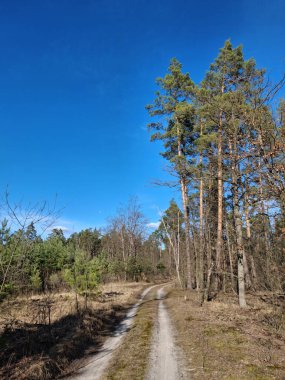 Güzel ormandaki kozalaklı ağaçlar. # Güzel bahar ormanında yol #