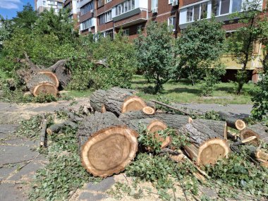 Eski geniş, kalın kavak ağaçları konut binalarının yakınında kesildi.