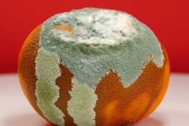 Olgunlaşmamış ve çürük mandalina. Küfle kaplanmış çürük mandalina. Küf ve mantarla kaplı. Meyveyi bozma süreci. Çürüyen narenciye, aflatoksin