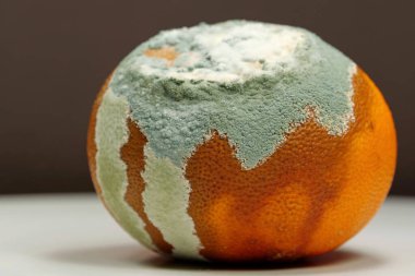 Küfle kaplanmış çürük mandalina. Olgunlaşmamış ve çürük mandalina. Küf ve mantarla kaplı. Meyveyi bozma süreci. Çürüyen turunçgil meyvesi, yakın plan kahverengi arka plan fotoğrafı.