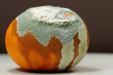 Küfle kaplanmış çürük mandalina. Olgunlaşmamış ve çürük mandalina. Küf ve mantarla kaplı. Meyveyi bozma süreci. Çürüyen turunçgil meyvesi, yakın plan kahverengi arka plan.