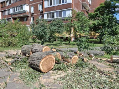 Şehrin yerleşim bölgesinde büyük, eski kavak ağaçları kesilmiş.