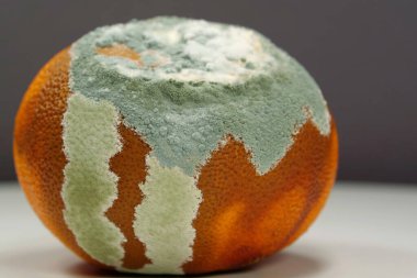 Olgunlaşmamış ve çürük mandalina. Küfle kaplanmış çürük mandalina. Küf ve mantarla kaplı. Meyveyi bozma süreci. Çürüyen turunçgil meyvesi, yakın plan gri arka plan.