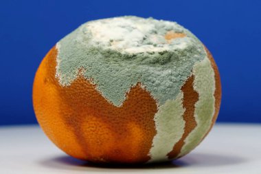 Olgunlaşmamış ve çürük mandalina. Küfle kaplanmış çürük mandalina. Küf ve mantarla kaplı. Meyveyi bozma süreci. Çürüyen turunçgil meyvesi, koyu mavi arka planda yakın çekim.