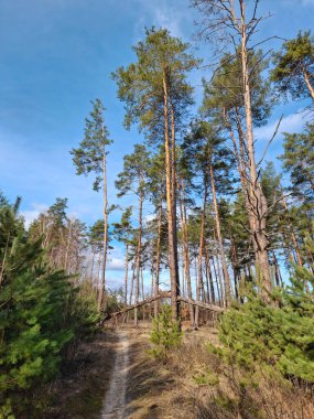 Güzel ormandaki ağaçlar. Güzel bahar ormanında yol