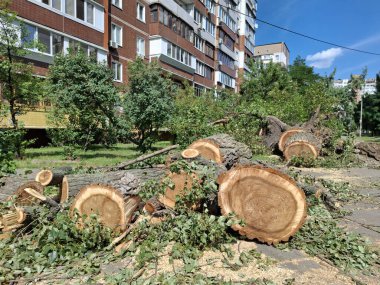 Eski, kalın kavak ağaçları bir yerleşim yerinin yakınından kesilmiş.