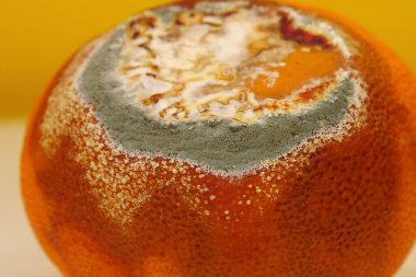 Olgunlaşmamış ve çürük mandalina. Meyveyi bozma süreci. Küfle kaplanmış çürük mandalina. Küf ve mantarla kaplı. Çürüyen turunçgil meyvesi, sarı arka planda aşırı yakın plan.