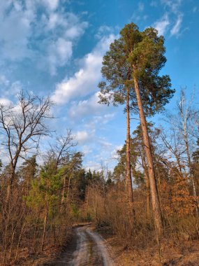 Güzel ormandaki büyük kozalaklı ağaçlar. # Güzel bahar ormanında yol #