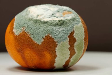 Olgunlaşmamış ve çürük mandalina. Küfle kaplanmış çürük mandalina. Küf ve mantarla kaplı. Meyveyi bozma süreci. Çürüyen narenciye, kahverengi arka plan.