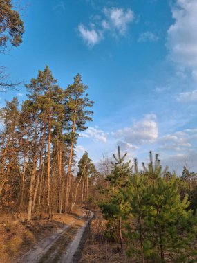 Güzel yay ağacının içinde bir yol. Güzel ormandaki kozalaklı ağaçlar