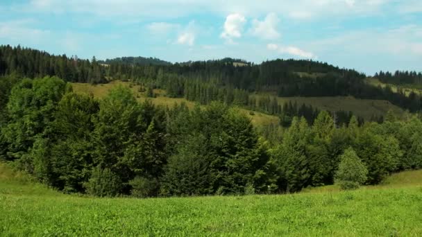 Schöne grüne Berge mit Nadelbäumen — Stockvideo