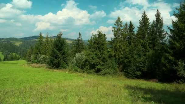 Nubes y hermosos árboles de coníferas verdes — Vídeos de Stock
