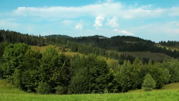 Prachtige groene bergen met naaldbomen — Stockvideo