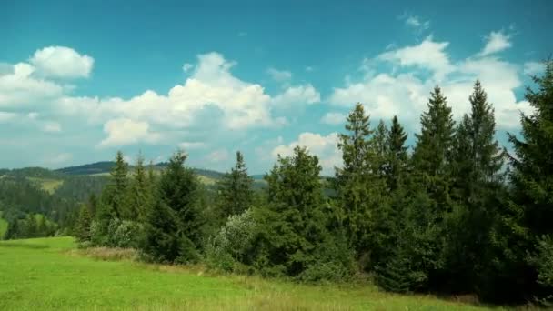 Nuages et beaux conifères verts 