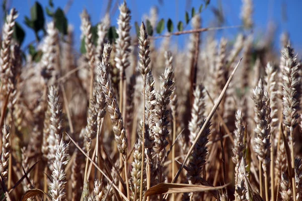 Tarwe groeien in veld — Stockfoto