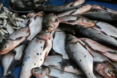 Kimliği belirsiz Kumrokhali, Batı Bengal balık pazarında balık satıyor. Deniz ürünleri rasyon yöre halkı için ana parçası biridir.