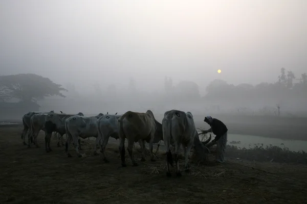 Πρωινό Ομίχλη Στη Βεγγάλη Ύπαιθρο Kumrokhali — Φωτογραφία Αρχείου