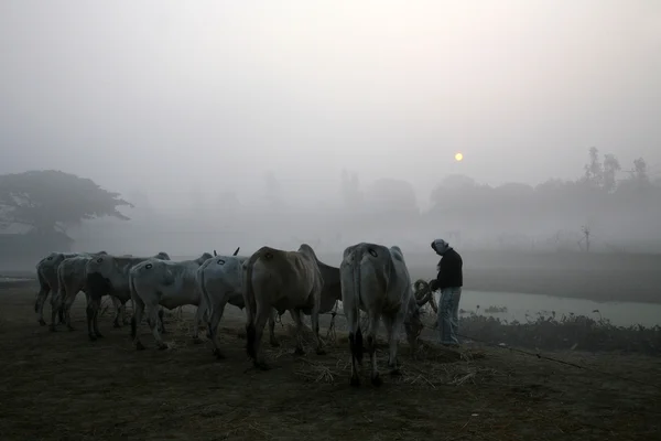 Misty manhã no campo de Bengala Kumrokhali — Fotografia de Stock