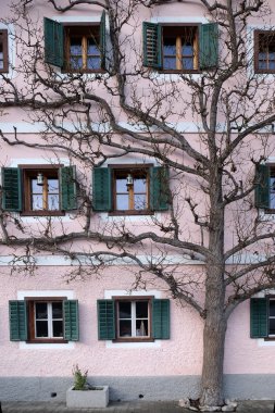 Ağaç ev yanındaki büyür