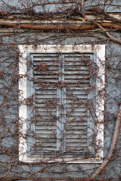 Айви, растущая через затвор окна здания — стоковое фото