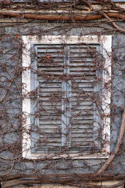 Efeu, der über einem Fensterladen eines Gebäudes wächst — Stockfoto