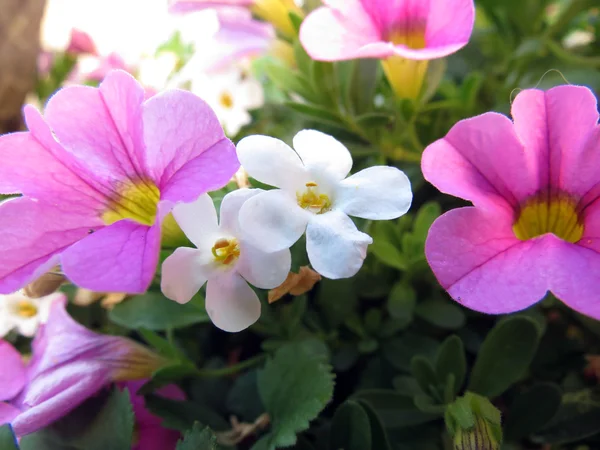 Flowers Garden — Stock Photo, Image