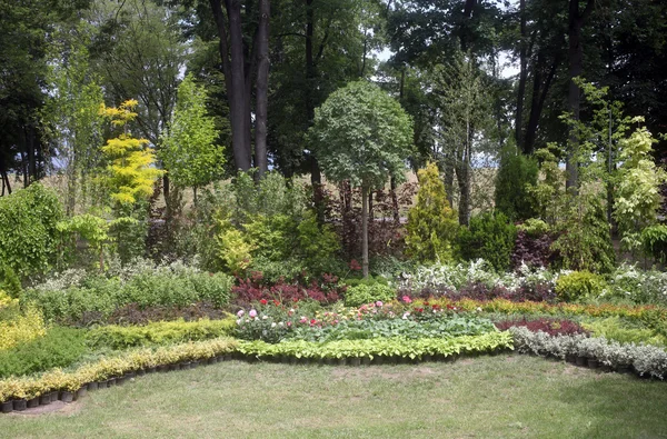 公園内の花 — ストック写真