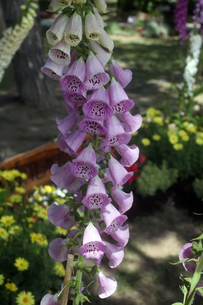 Flowers Garden — Stock Photo, Image