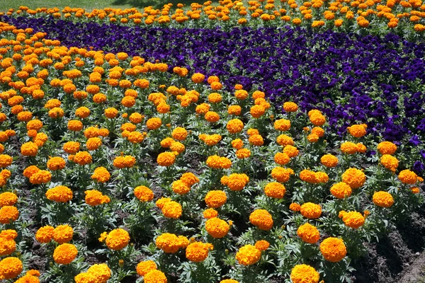 Blumen Ausgestellt Auf Floraart Internationale Gartenausstellung Zagreb Kroatien — Stockfoto