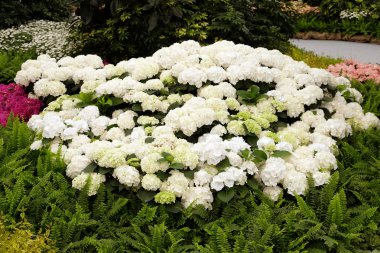 Zagreb, Hırvatistan - 27 Mayıs: Floraart, Zagreb, Hırvatistan'daki 50 Uluslararası Bahçe Sergisi maruz kalan çiçekler