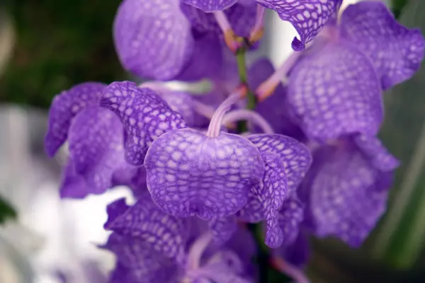 Fiori Esposti Floraart Esposizione Internazionale Del Giardino Zagabria Croazia — Foto Stock