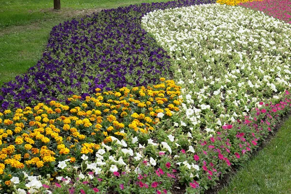 Virágok Parkban — Stock Fotó