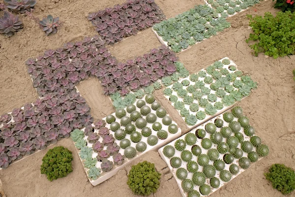 ZAGREB, CROATIA - MAY 27: Flowers exposed on Floraart, 50 international garden exhibition in Zagreb, Croatia — Stock Photo, Image