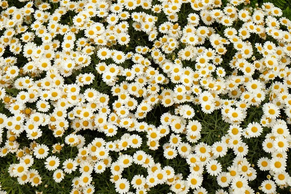 Zagreb, Kroatien - 27 maj: Blommor exponeras på Floraart, 50 internationella trädgårdens utställning i Zagreb, Kroatien — Stockfoto