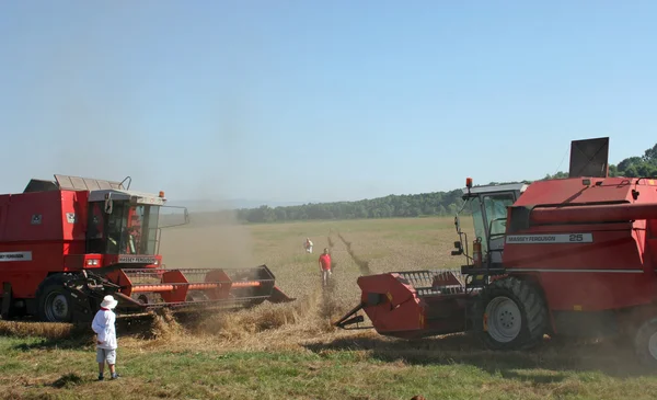 结合收获小麦在苏克，拉沃尼亚、 克罗地亚 — 图库照片