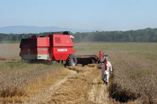 Połączyć zbiory pszenicy w Davor, Slawonii, Chorwacja — Zdjęcie stockowe