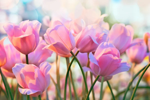 Розовые тюльпаны. Весна — стоковое фото