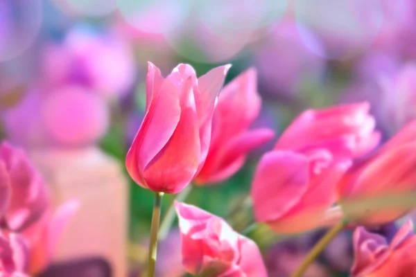 Tulipas cor-de-rosa. Primavera — Fotografia de Stock