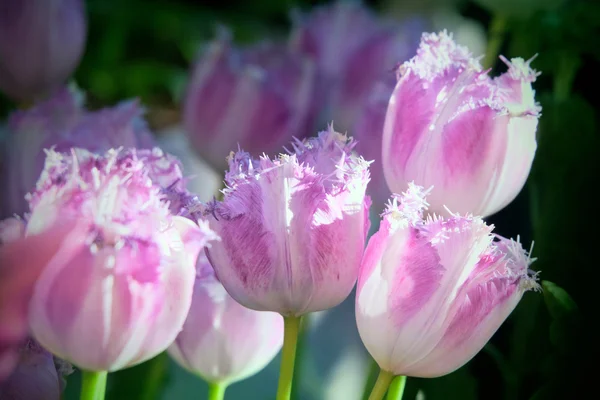 Tulipani Canasta. Primavera — Foto Stock