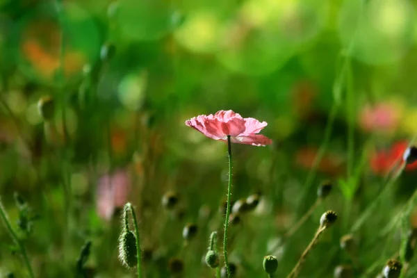 Růžový Mák Louce Létě — Stock fotografie