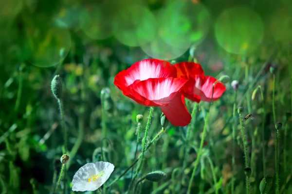 Poppies on a meadow — Stock Photo, Image
