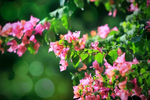 Paarse bougainvillea op groen — Stockfoto