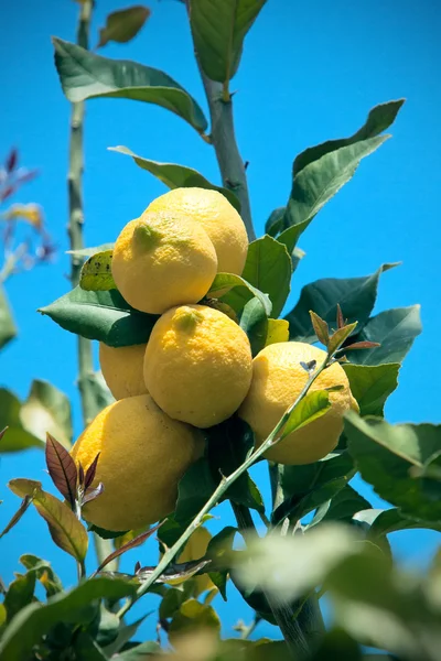 Žlutá Citrony Visí Stromě Zahradě — Stock fotografie